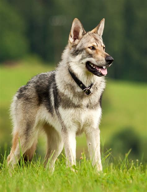 czech wolfdog